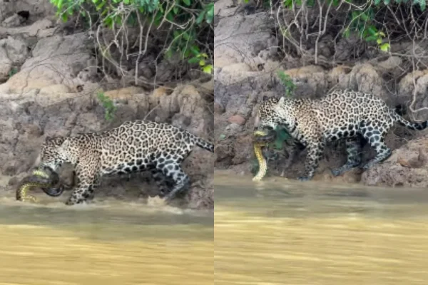 Imagem colorida de onça capturando sucuri - Metrópoles