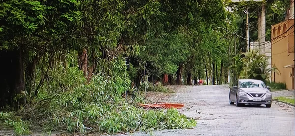 Imagem colorida de árvore caída em rua de São Paulo com carro passando ao lado - Metrópoles