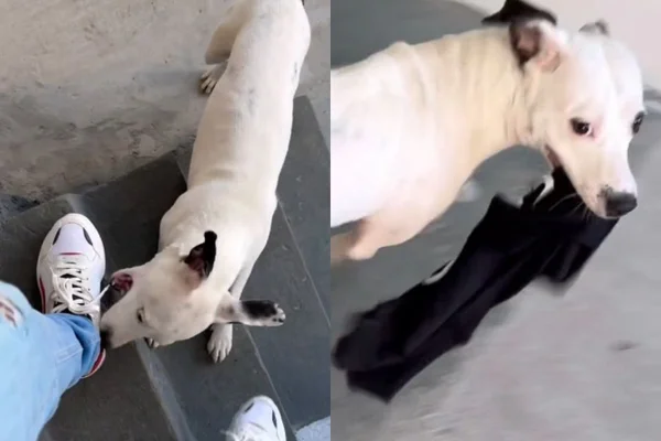 Foto colorida de um cachorro de pelagem branca correndo - Metrópoles