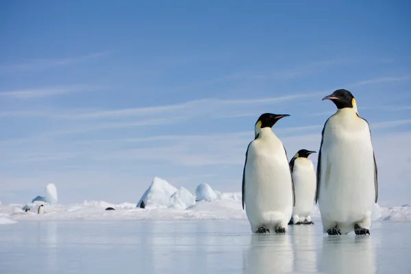 Por que os pinguins não vivem nem visitam o Hemisfério Norte?