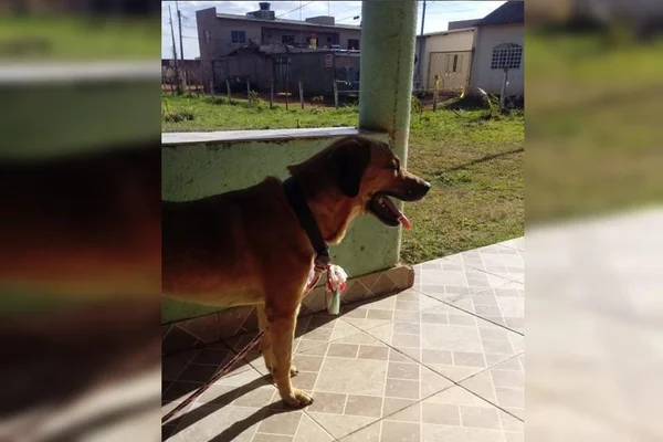 Thor, o cão agredido no DF por vizinho com facão, retorna para casa