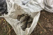 Peixes mortos no lago do Parque da Aclimação, em São Paulo