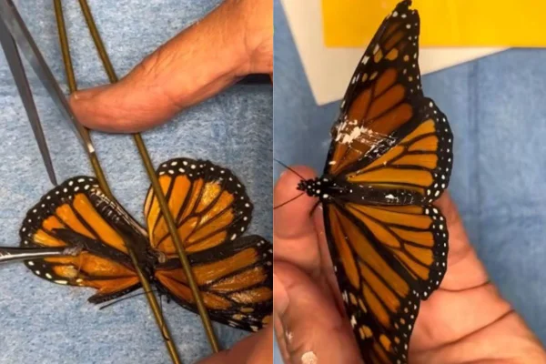 montagem colorida fotos borboleta em procedimento de transplante de asa