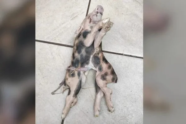 Imagem colorida de leitão que nasceu com dois corpos e uma cabeça em Santa Catarina - Metrópoles