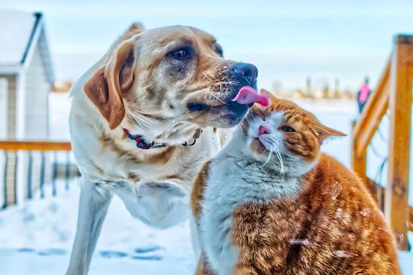 Pesquisa aponta que donos de cães gastam mais que os de gatos