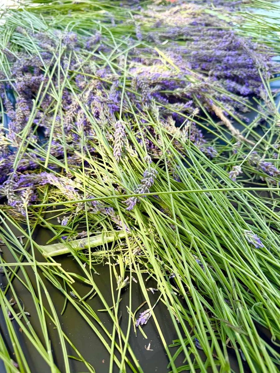 Detalhes de lavanda Detalhes de lavanda