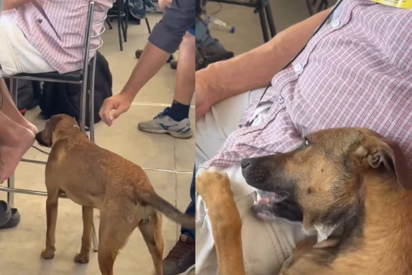 Montagem de duas imagens coloridas de cachorro caramelo junto à jornalista