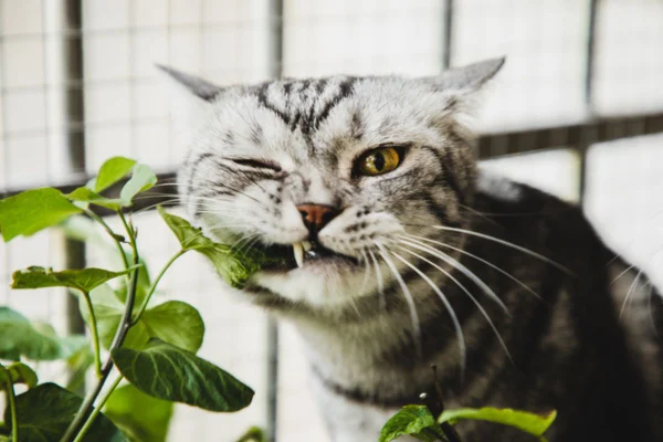 Imagem colorida de gato comendo planta de casa