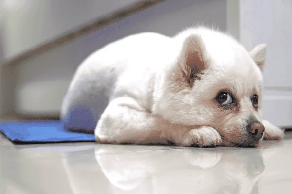 Tapete gelado para cachorro