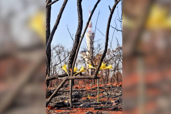 Semanas após um incêndio florestal de origem suspeita ter devastado a vegetação de Cerrado nas proximidades da Torre Digital, um sinal de renascimento surpreendeu os que ainda lamentavam o impacto das chamas. Pés de Hippeastrum goianum, mais conhecida como Amarilis do Cerrado, surgiram em meio ao cenário de destruição, contrastando suas flores amarelas com troncos carbonizados e fuligem espalhada pelo chão.