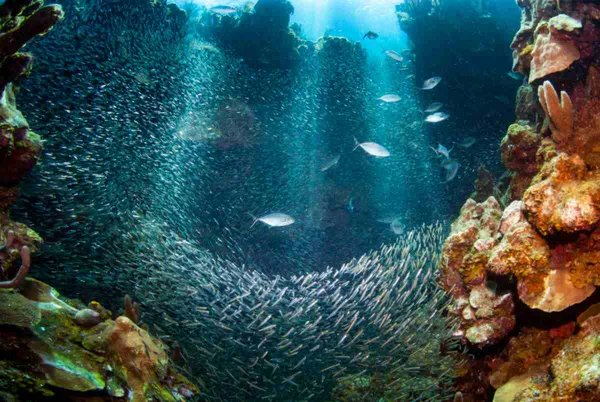 imagem colorida. Oceanos com peixes
