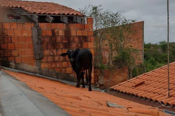Vaca no telhado - Metrópoles