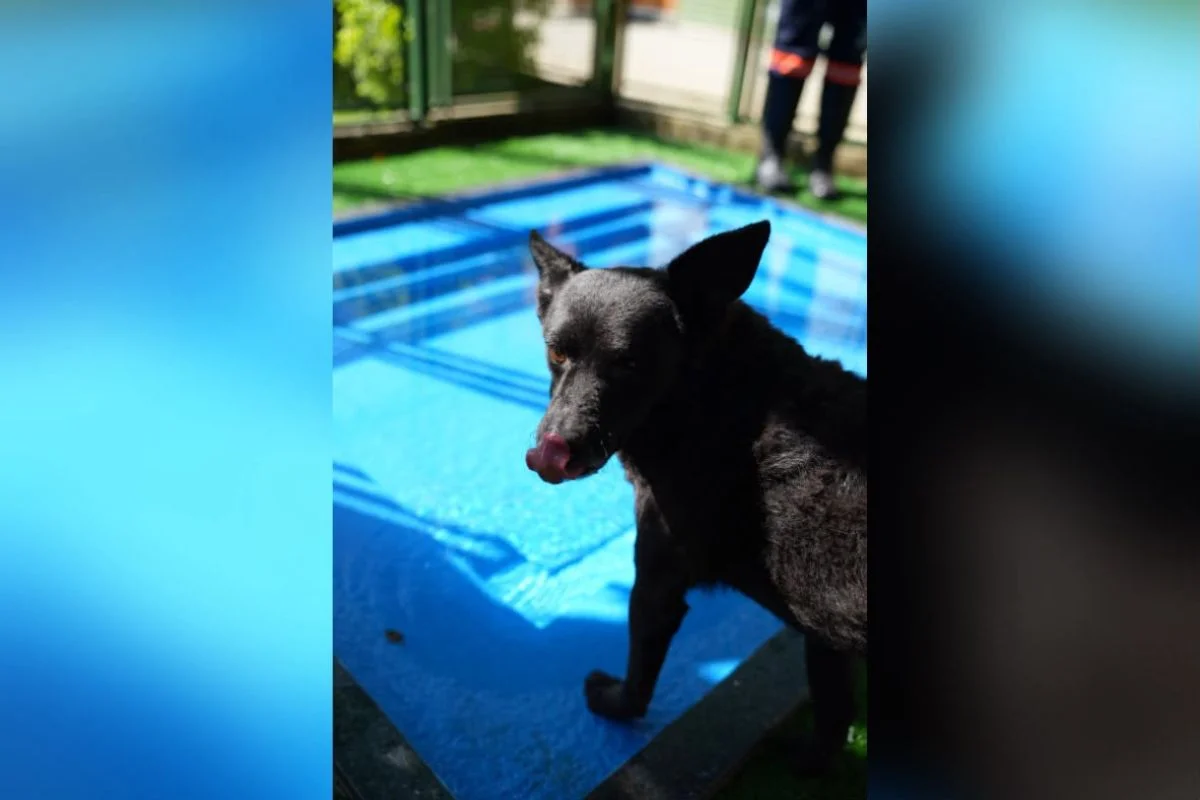 “Impostor Alemão” e mais: Prefeitura de SP terá feira de adoção de animais - imagem 2 “Impostor Alemão” e mais: Prefeitura de SP terá feira de adoção de animais - imagem 2