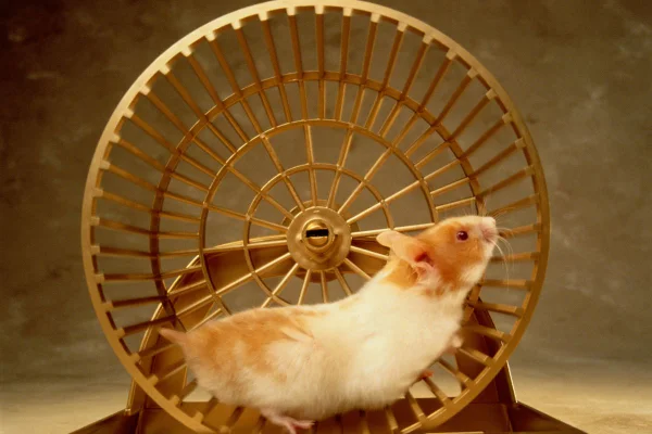 foto colorida hamster brincando na roda