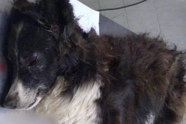 Cachorro leva tiro na cabeça ao tentar proteger idosos de assalto
