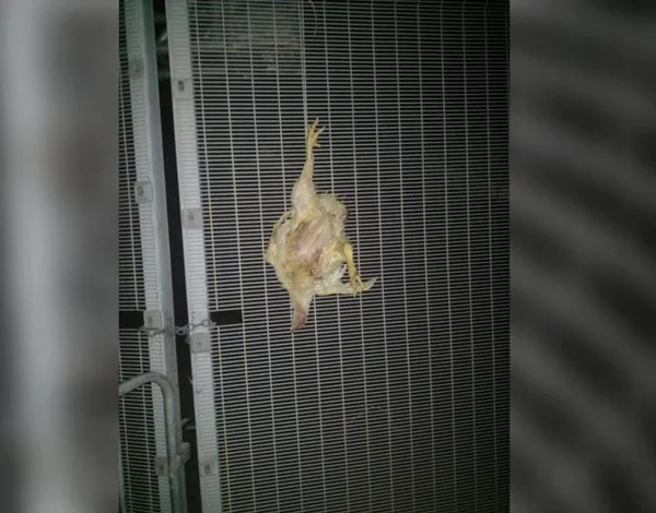 Galinhas mortas amarradas em área da Arena Castelão
