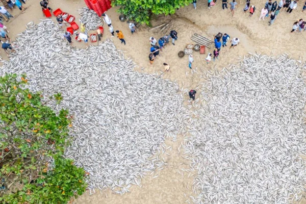Foto aérea mostra milhares de tainhas em praia de SC