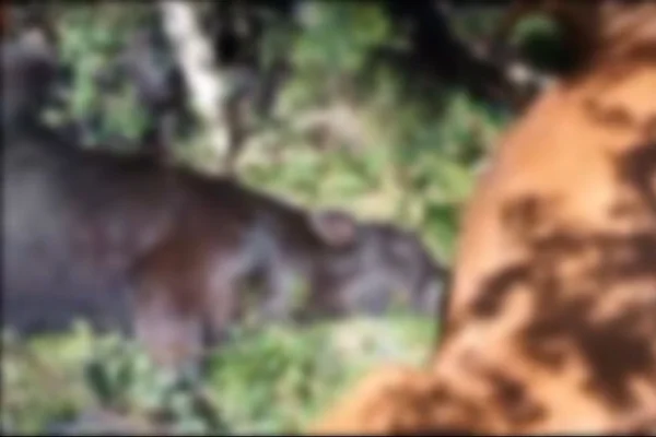 Mais de 25 vacas e bezerros morrem após serem atingidos por raio em SC