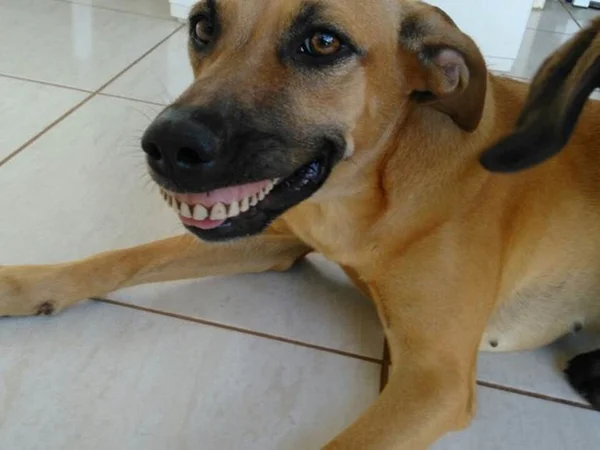 Cachorra desenterra dentadura no quintal e viraliza com sorriso
