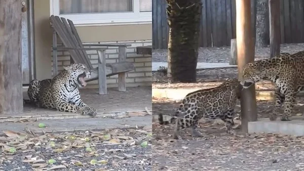CIDADES Onças-pintadas encantam turistas com visita a hotel no Pantanal