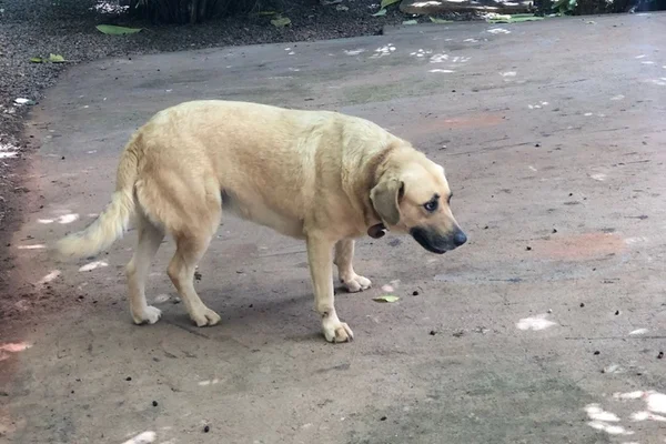Cachorra se assusta com fogos e some no Lago Oeste