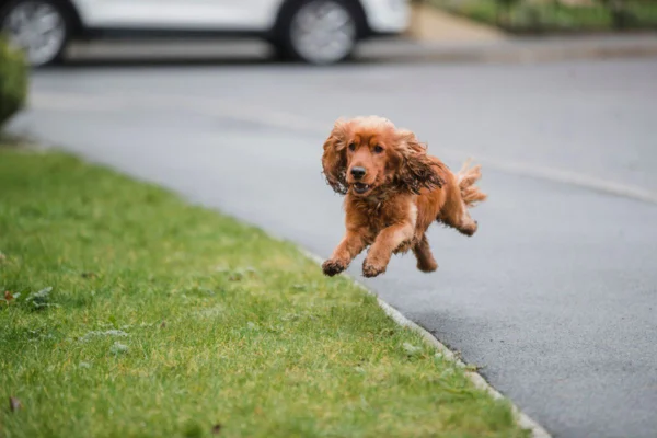 Imagem colorida de cachorro correndo na rua