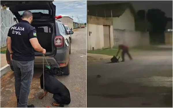 imagem colorida cachorro agredido corrente entorno do df