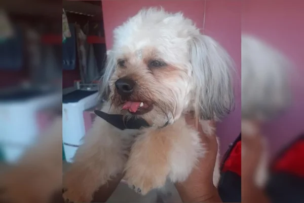 Cachorro tem língua cortada em tosa e tutora desabafa: “Quero justiça”