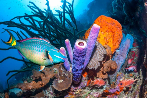 Peixe de cor azul e amarelo no fundo do mar - Metrópoles.