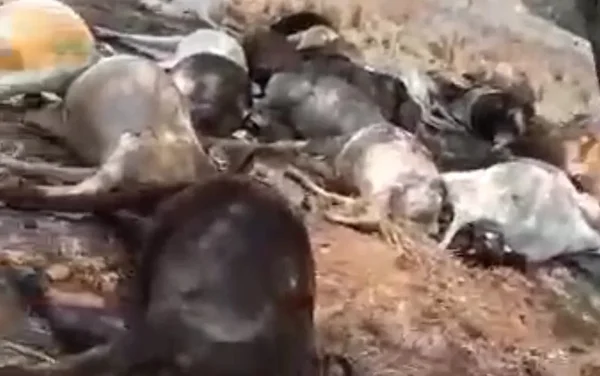 “O que a natureza fez”: queda de raio mata 40 reses em Goiás. Vídeo