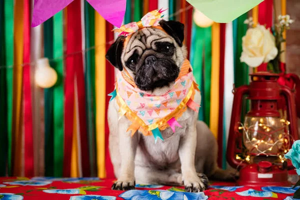Cachorro com roupa de festa junina