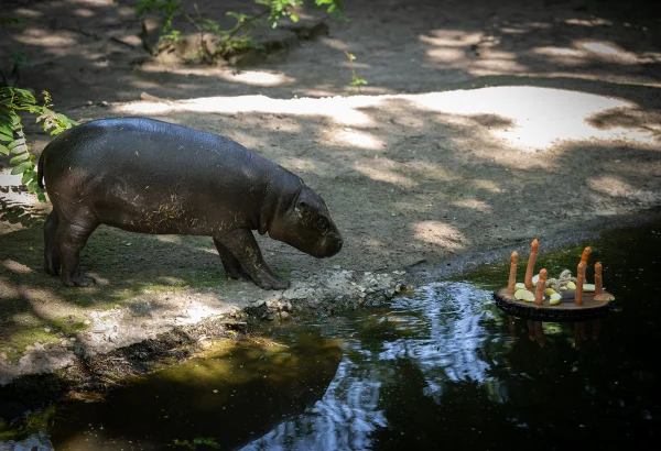 Foto de Toni, uma mini hipopótamo, em zoológico - Metrópoles