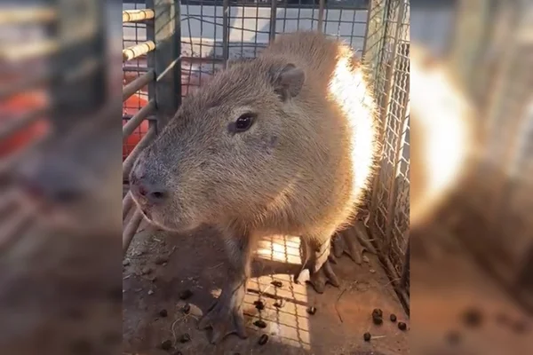 Capivara