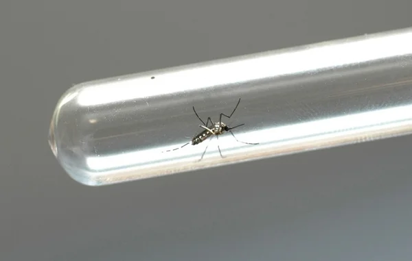 Agência da ONU para energia atômica oferece tecnologia nuclear contra vírus Zika