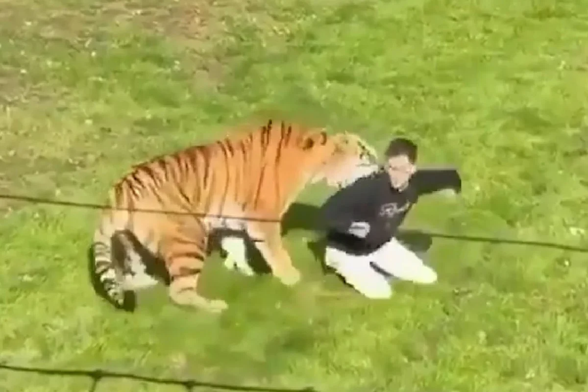 Ele morreu após ser atacado pelo tigre Ele morreu após ser atacado pelo tigre