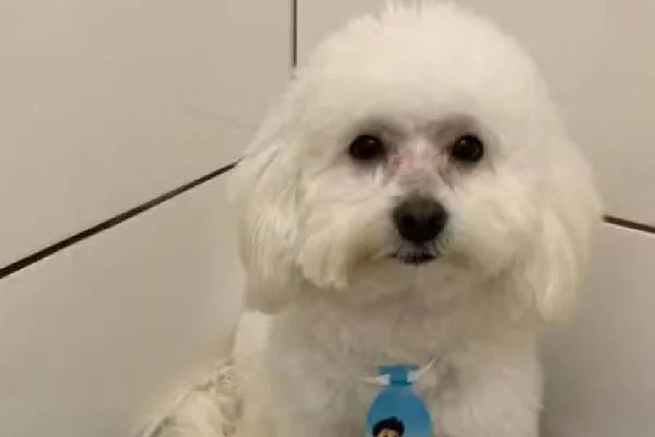 Cachorro da raça poodle de pelo branco com gravata azul- Metrópoles