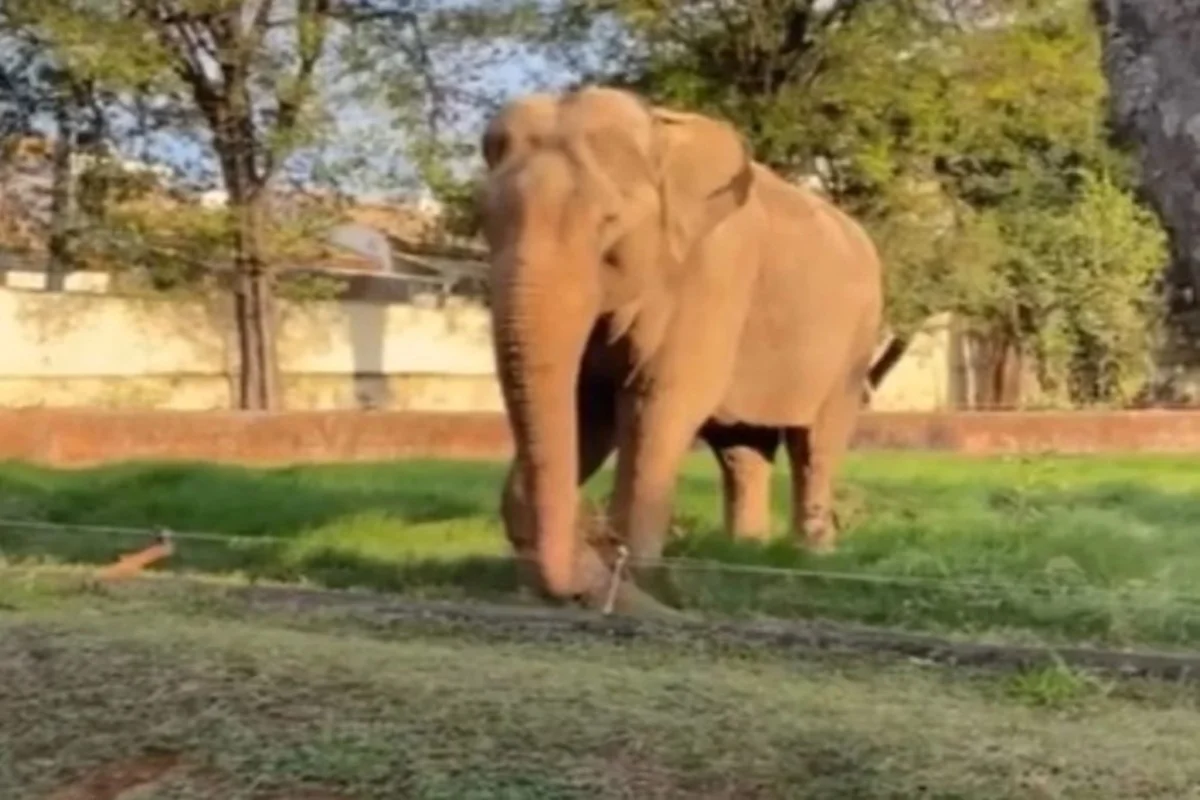 Elefante Sandrão, de 54 anos Elefante Sandrão, de 54 anos