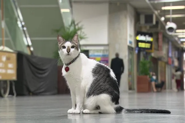 Gato “ganha na Justiça” o direito de ir e vir no Rio de Janeiro
