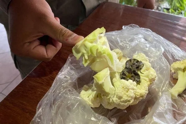 Cobra é encontrada dentro de couve-flor por moradora de Porto Belo
