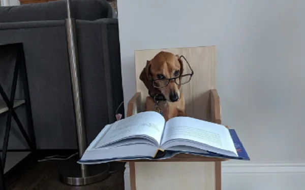 Pets estudando na quarentena