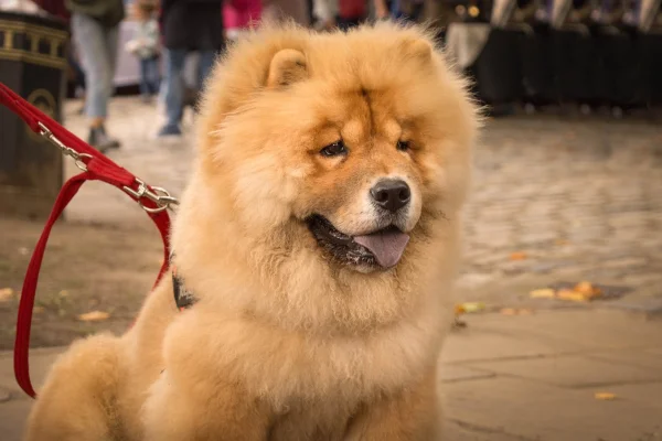 Imagem colorida de cachorro da raça chow-chow - Metrópoles