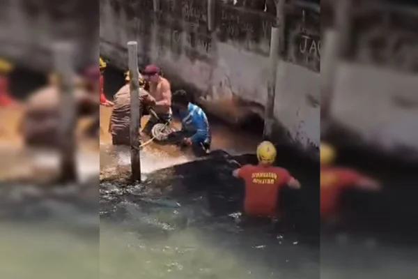 Sucuri gigante é encontrada em hotel próximo de Caldas Novas. Vídeo