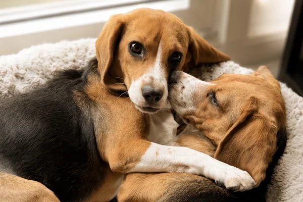 Foto colorida de duas cães da raça beagle - Metrópoles.