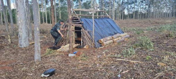foto colorida de área em Teodoro Sampaio, onde Polícia Ambiental flagrou corte ilegal de árvores exóticas - Metrópoles
