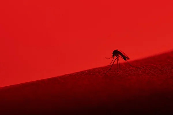 Tipo mais agressivo da dengue invade o DF. Epidemia causou 16 mortes