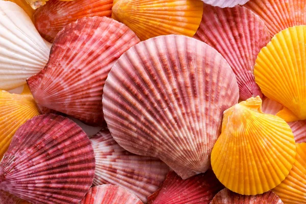 Foto colorida de conchas/prazer