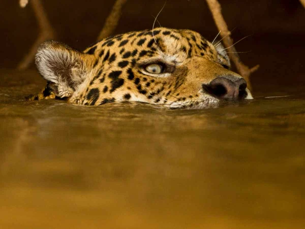 imagem colorida. Onça no Pantanal