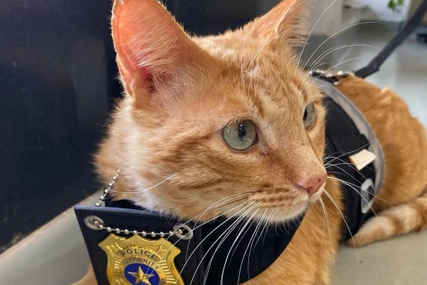 gato atenção adotado delegacia interior sp