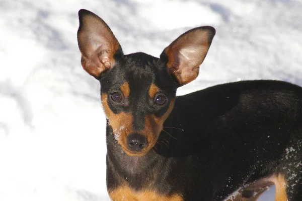 Saiba tudo sobre o pinscher
