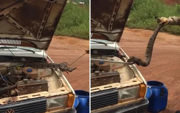 goias cobra capo do carro